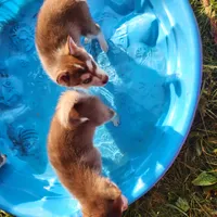 Liberty , a female Alaskan Klee Kai for sale in Castle Rock, WA – 2 of 2