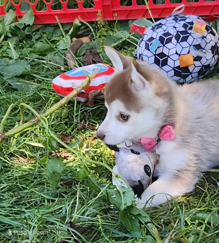 Freya – Alaskan Klee Kai puppy on hold in Castle Rock, WA