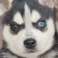 Sammy, a male Alaskan Klee Kai for sale in Castle Rock, WA – Photo 3 of 3