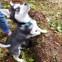 Sammy, a male Alaskan Klee Kai for sale in Castle Rock, WA – Photo 2 of 3