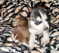 processed/883e36cd-235b-4503-8949-feb53fad2f6f/listing/afc3a88f-d667-45e1-aadc-465798f288eb/406d3562-4b8d-447d-8044-939c7c0eff97