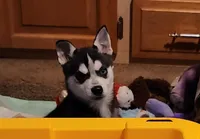 Sammy, a male Alaskan Klee Kai for sale in Castle Rock, WA – Photo 4 of 4