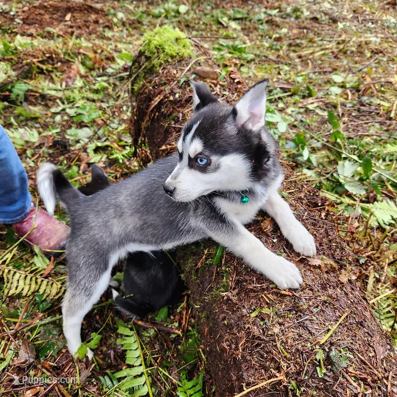 Sammy – Alaskan Klee Kai puppy for sale in Castle Rock, WA