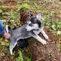 Sammy, a male Alaskan Klee Kai for sale in Castle Rock, WA – Photo 1 of 3