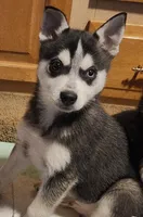 Sammy, a male Alaskan Klee Kai for sale in Castle Rock, WA – Photo 1 of 4