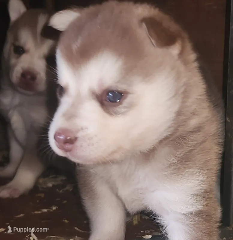 Valor – Alaskan Klee Kai puppy for sale in Castle Rock, WA
