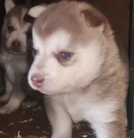 Valor, a male Alaskan Klee Kai for sale in Castle Rock, WA – 3 of 5