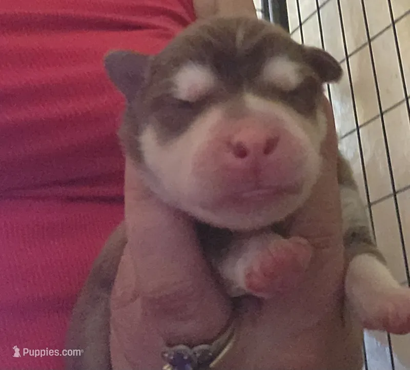 Thor – Alaskan Klee Kai puppy for sale in Castle Rock, WA