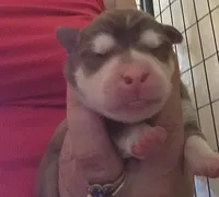 Thor, a male Alaskan Klee Kai for sale in Castle Rock, WA – 1 of 1