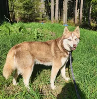 Cinder, a  Alaskan Klee Kai for sale in Castle Rock, WA – Photo 1 of 2