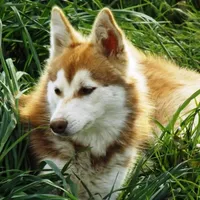 Cinder, a  Alaskan Klee Kai for sale in Castle Rock, WA – Photo 2 of 2