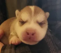 Loki, a male Alaskan Klee Kai for sale in Castle Rock, WA – 1 of 1