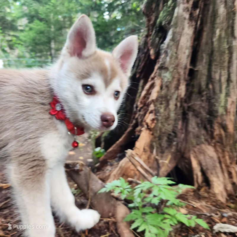Loki – Alaskan Klee Kai puppy for sale in Castle Rock, WA