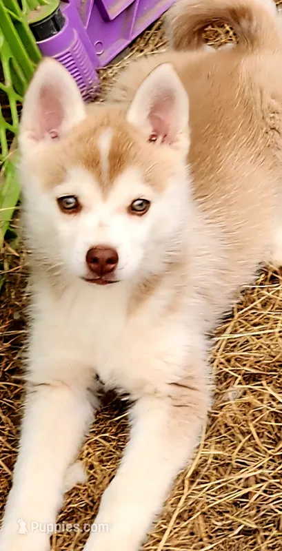 Loki – Alaskan Klee Kai puppy for sale in Castle Rock, WA