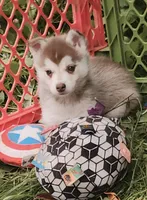 Freya, a female Alaskan Klee Kai for sale in Castle Rock, WA – 1 of 5