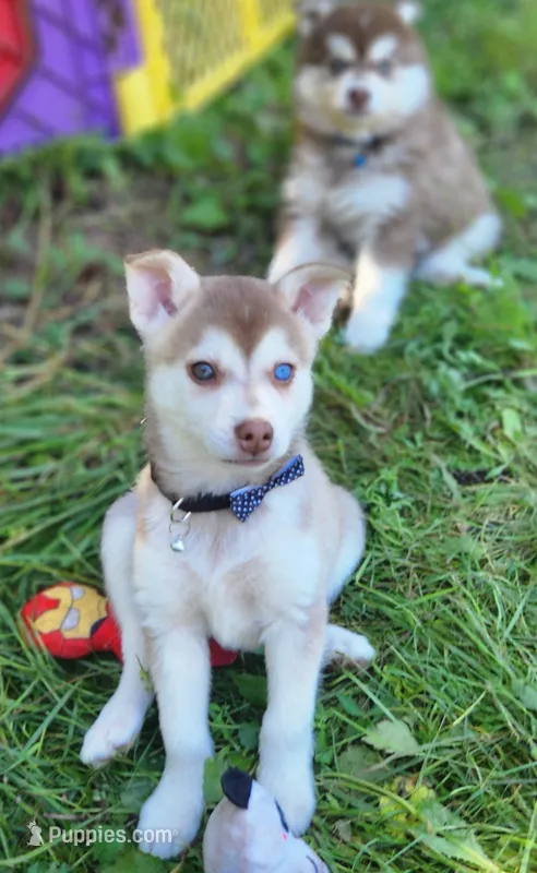 Valor – Alaskan Klee Kai puppy for sale in Castle Rock, WA