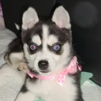 echo, a female Alaskan Klee Kai for sale in Castle Rock, WA – Photo 3 of 3