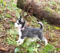 echo, a female Alaskan Klee Kai for sale in Castle Rock, WA – Photo 2 of 3