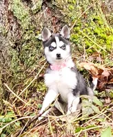 echo, a female Alaskan Klee Kai for sale in Castle Rock, WA – Photo 1 of 3
