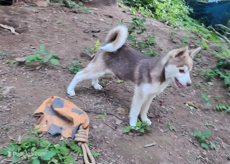 Loki – Alaskan Klee Kai puppy for sale in Castle Rock, WA