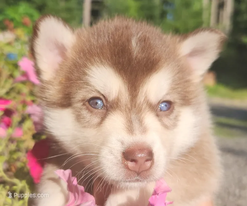 Bell  – Alaskan Klee Kai puppy for sale in Castle Rock, WA