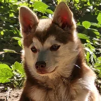 Loki, a male Alaskan Klee Kai for sale in Castle Rock, WA – 1 of 4