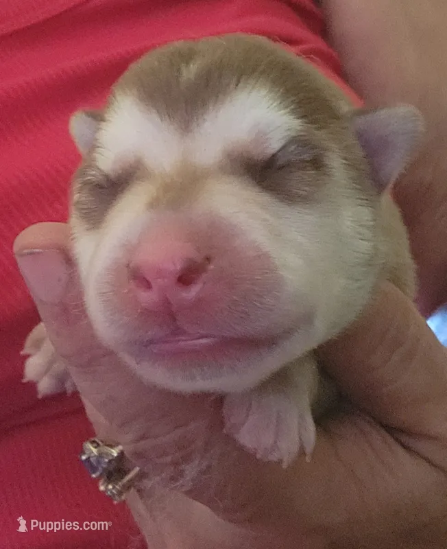 Freya – Alaskan Klee Kai puppy for sale in Castle Rock, WA