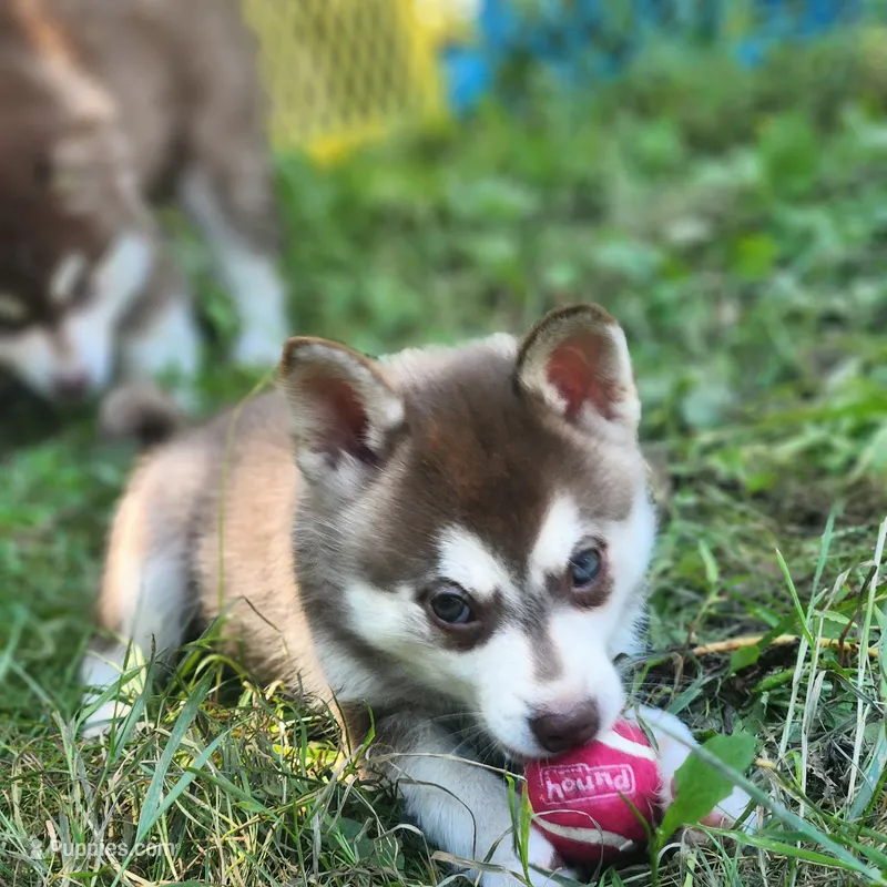 Major – Alaskan Klee Kai puppy for sale in Castle Rock, WA