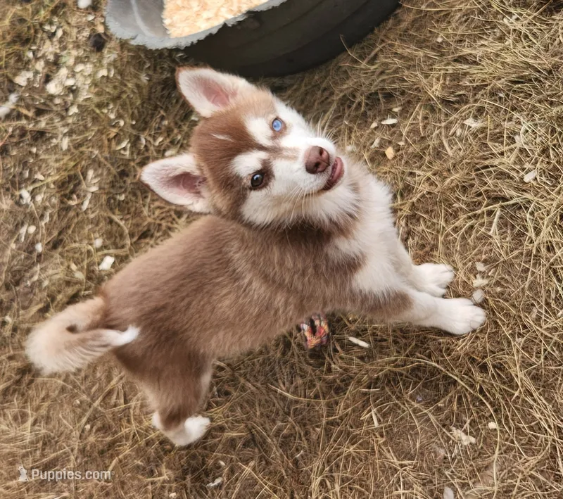 Bell – Alaskan Klee Kai puppy for sale in Castle Rock, WA