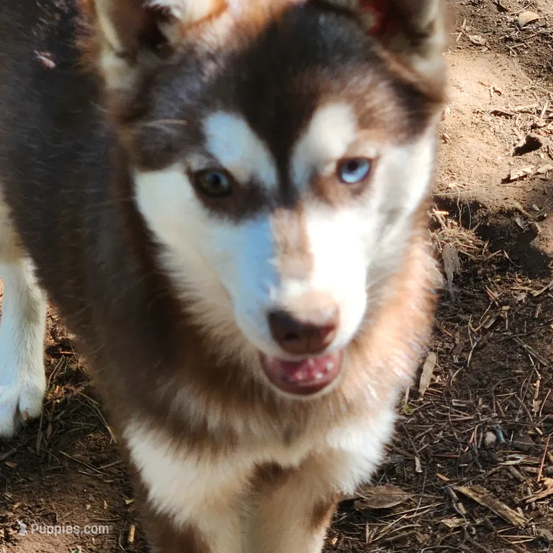 Bell – Alaskan Klee Kai puppy for sale in Castle Rock, WA