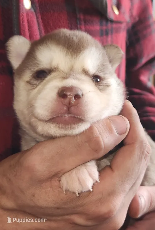 Freya – Alaskan Klee Kai puppy for sale in Castle Rock, WA