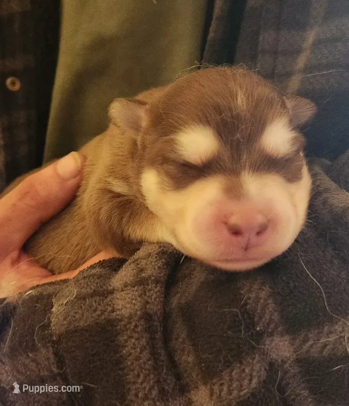 Thor – Alaskan Klee Kai puppy for sale in Castle Rock, WA