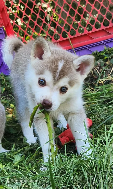 Loki – Alaskan Klee Kai puppy for sale in Castle Rock, WA