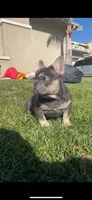 Mini, a female French Bulldog for sale in Moreno Valley, CA – Photo 3 of 3