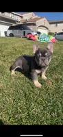 Mini, a female French Bulldog for sale in Moreno Valley, CA – Photo 1 of 3