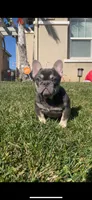 Mini, a female French Bulldog for sale in Moreno Valley, CA – Photo 2 of 3