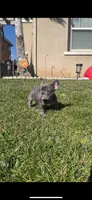 Papi, a male French Bulldog for sale in Moreno Valley, CA – Photo 3 of 3