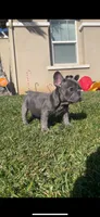 Papi, a male French Bulldog for sale in Moreno Valley, CA – Photo 2 of 3