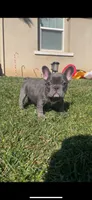 Papi, a male French Bulldog for sale in Moreno Valley, CA – Photo 1 of 3