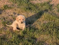 Thor, a male Labrador Retriever for sale in Missouri Valley, IA – Photo 1 of 6