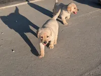 Thor, a male Labrador Retriever for sale in Missouri Valley, IA – Photo 3 of 6
