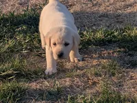 Thor, a male Labrador Retriever for sale in Missouri Valley, IA – Photo 2 of 6