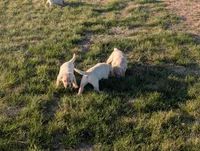 Thor, a male Labrador Retriever for sale in Missouri Valley, IA – Photo 6 of 6