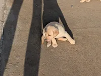 Thor, a male Labrador Retriever for sale in Missouri Valley, IA – Photo 5 of 6