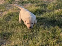 Kala, a female Labrador Retriever for sale in Missouri Valley, IA – Photo 4 of 9