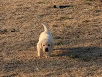 Kala, a female Labrador Retriever for sale in Missouri Valley, IA – Photo 3 of 9