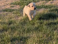 Kala, a female Labrador Retriever for sale in Missouri Valley, IA – Photo 6 of 9