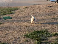 Kala, a female Labrador Retriever for sale in Missouri Valley, IA – Photo 7 of 9