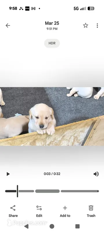 Kala – Labrador Retriever puppy for sale in Missouri Valley, IA