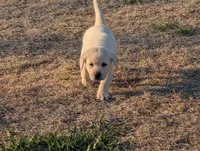Kala, a female Labrador Retriever for sale in Missouri Valley, IA – Photo 5 of 9
